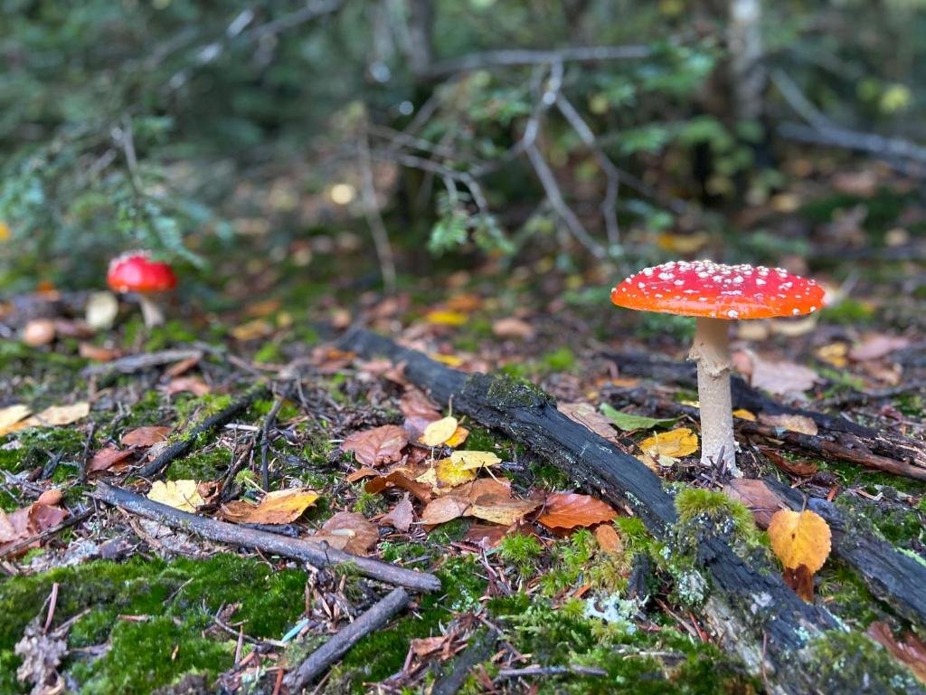 a red and white mushroom on the ground in the woods at Morvan La Pastourelle in Quarré-les-Tombes