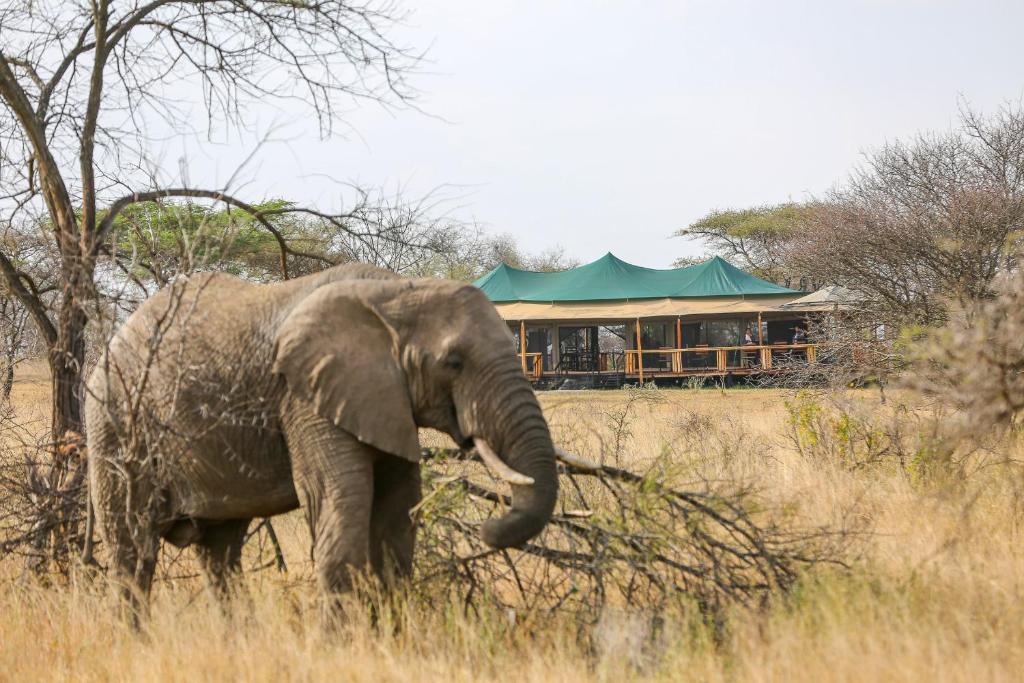 an elephant standing in a field with a building in the background at Ndoto Serengeti Camp in Serengeti