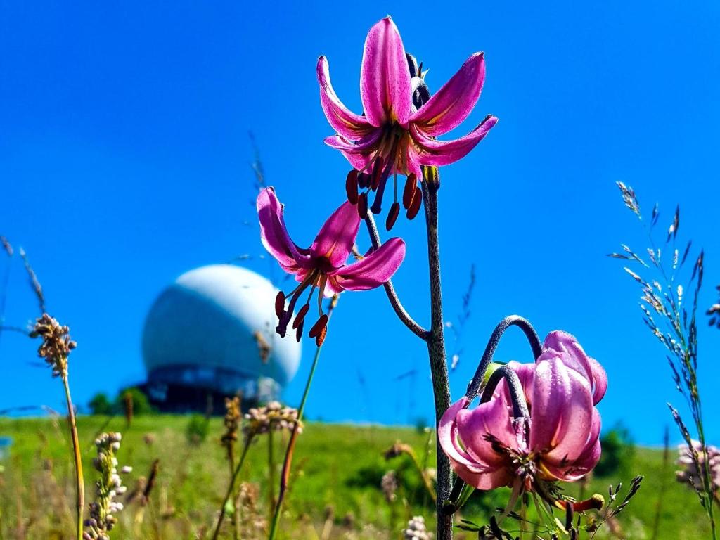 Zahrada ubytování Peterchens Mondfahrt - Wasserkuppe