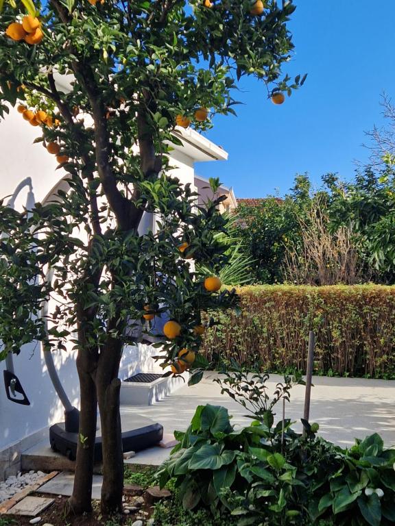 Κήπος έξω από το DOWNTOWN GARDEN