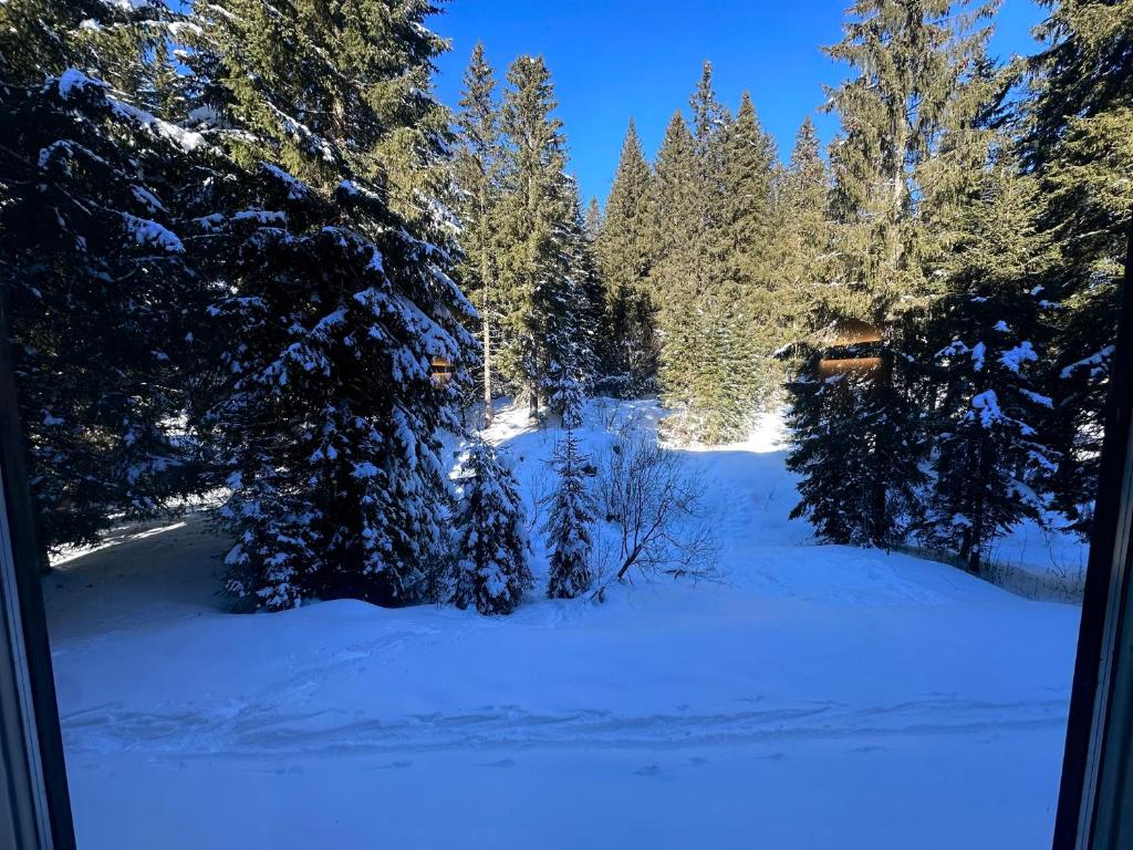 widok na pokryty śniegiem dziedziniec z drzewami w obiekcie Monolocale Cristallo 20 - Serafini w Madonna di Campiglio