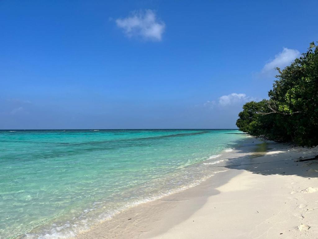 a beach with the ocean and trees on it at PrivHotel - Himandhoo in Himandhoo 