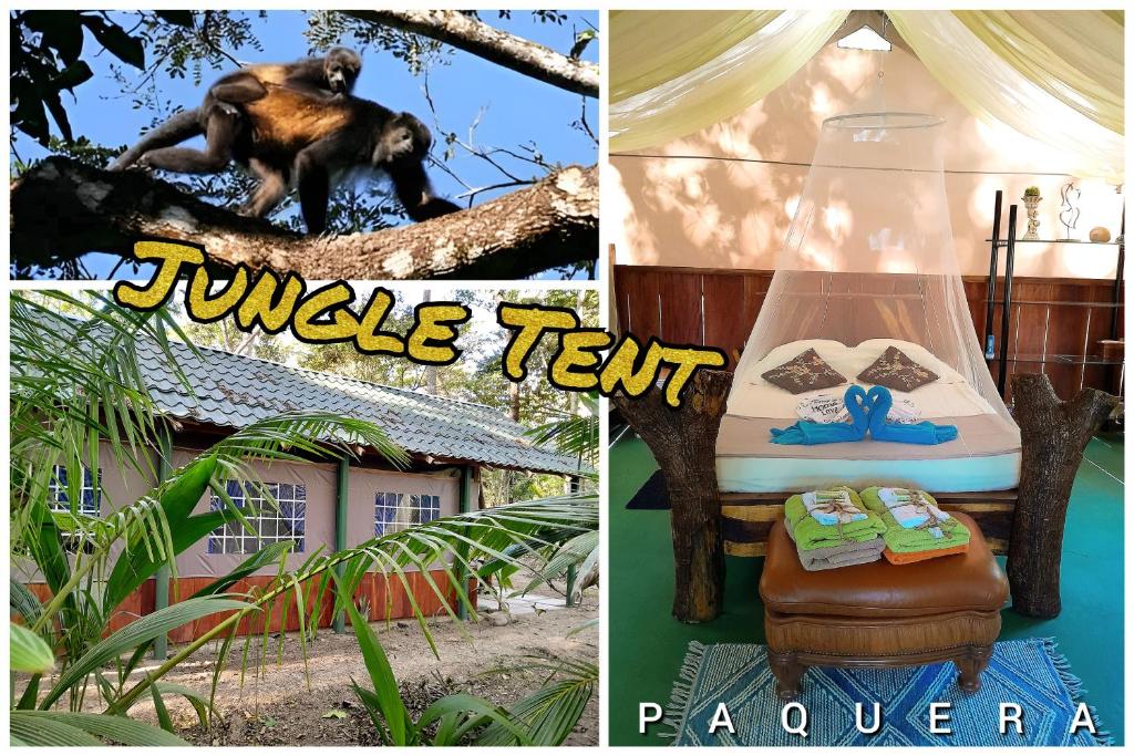 a collage of pictures of a monkey sitting in a tree at Fully Furnished FAMILY JUNGLE TENT, Latino Glamping Paquera in Paquera