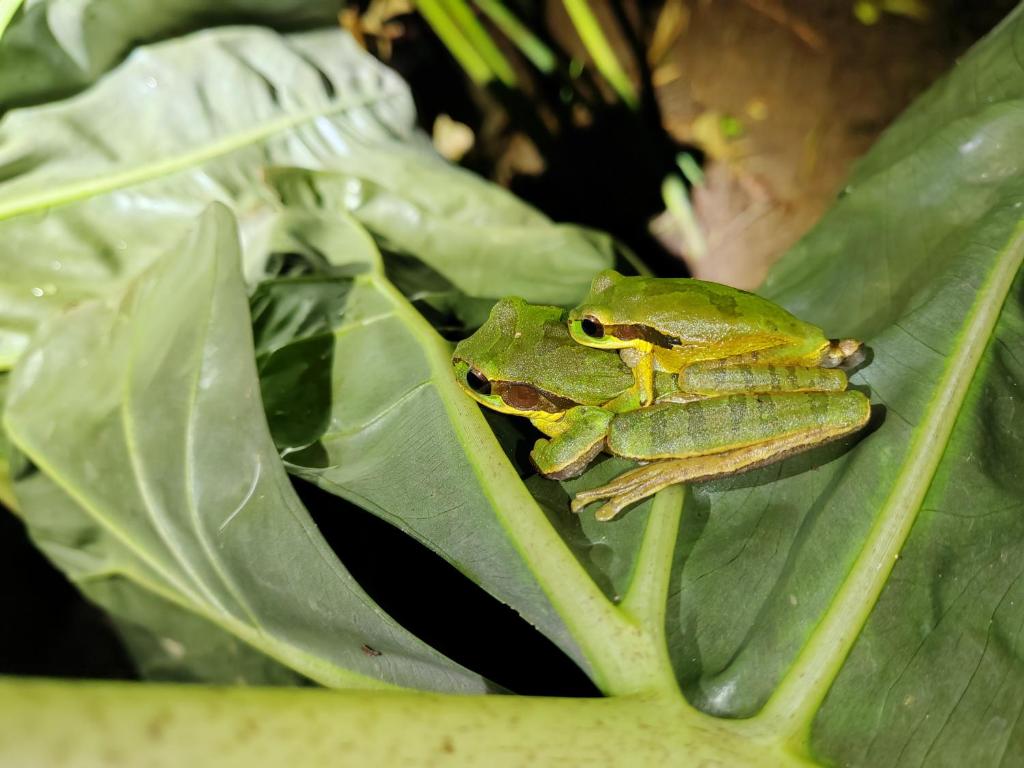 a frog sitting on top of a green leaf at Natural paradise in Turrialba
