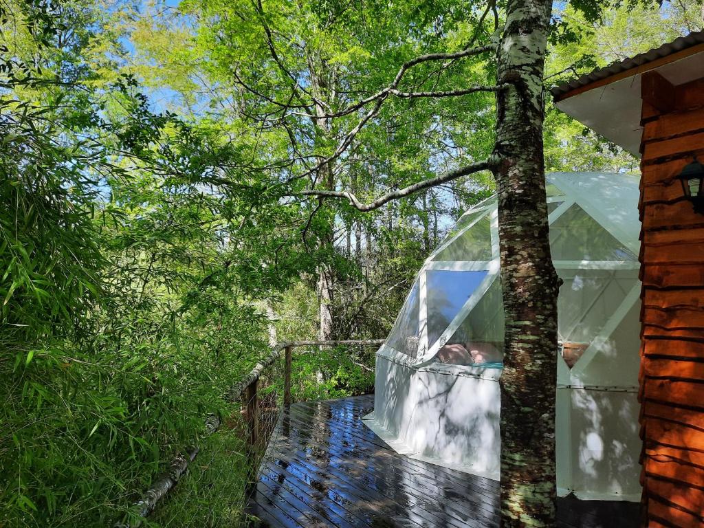 una cabaña de iguana de cristal en el bosque en una cubierta en CONCEPTO GLAMPING - DOMOS CONGUILLIO, en Melipeuco