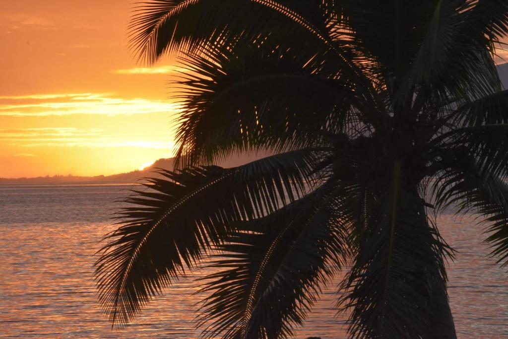 a palm tree in front of the ocean at sunset at Bungalow Faré Miti Vairao in Vairao