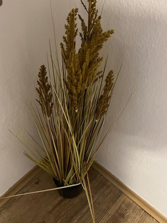 Gästehaus Europa - 14