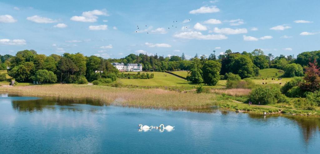 Tres cisnes nadando en un lago en un parque en Bloomfield House Hotel, Leisure Club & Spa en Mullingar