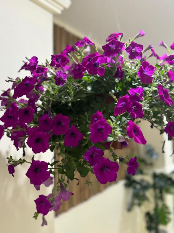 Zahrada ubytování L’Oasis Nanai