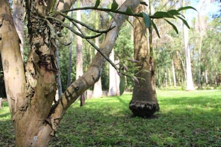 zwei Bäume in einem Park mit grünem Gras in der Unterkunft Cabañas El Palmar reserva natural in Eldorado