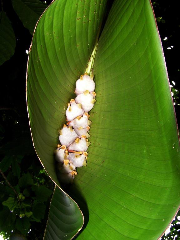 Fotografie z fotogalerie ubytování Tirimbina Rainforest Lodge v destinaci Sarapiquí