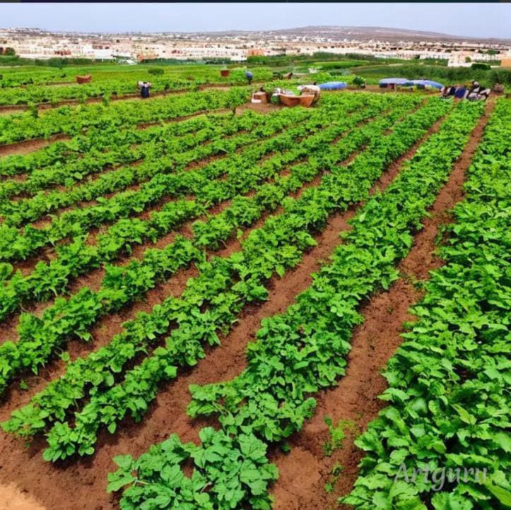 una vista aérea de un campo de cultivos verdes en la verte esouairia, en Essaouira