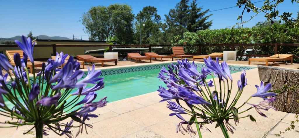 una piscina con flores púrpuras delante en Casa de Campo Los Sauces in 