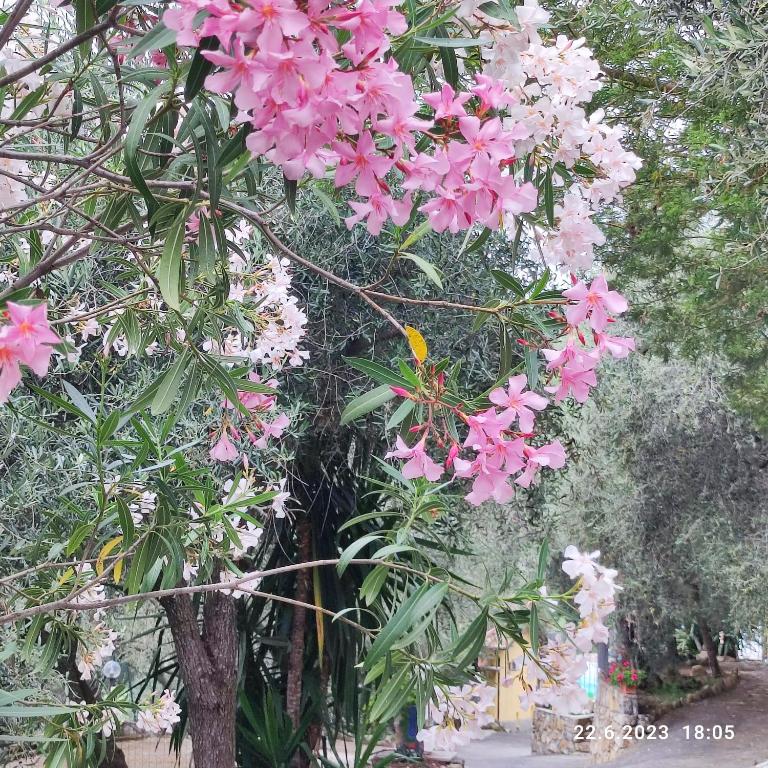 A garden outside Villa Berio Quattro - Miguel