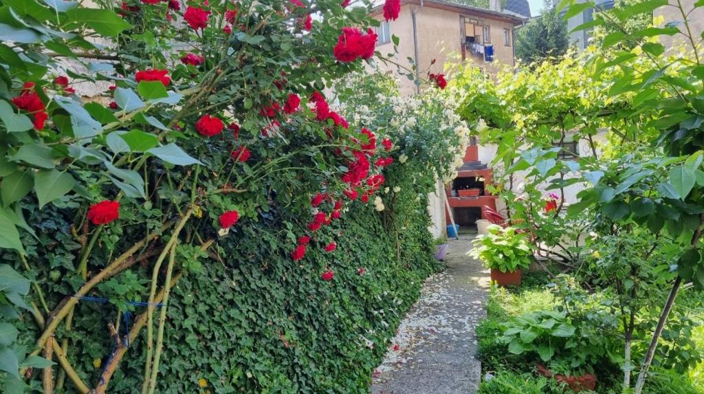 um jardim com rosas vermelhas a crescer numa sebe em Bosnien Old House em Travnik