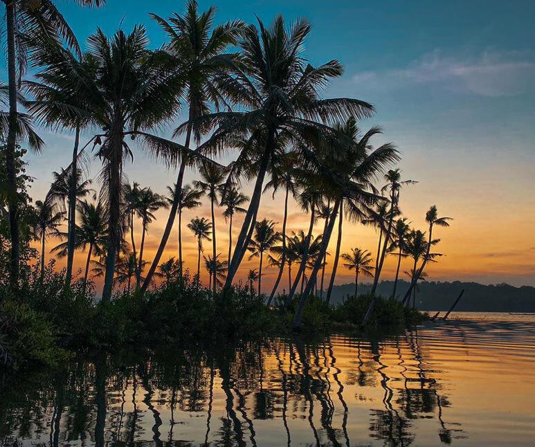 a group of palm trees in the water at sunset at Munroe Meadows home in Munroe Island