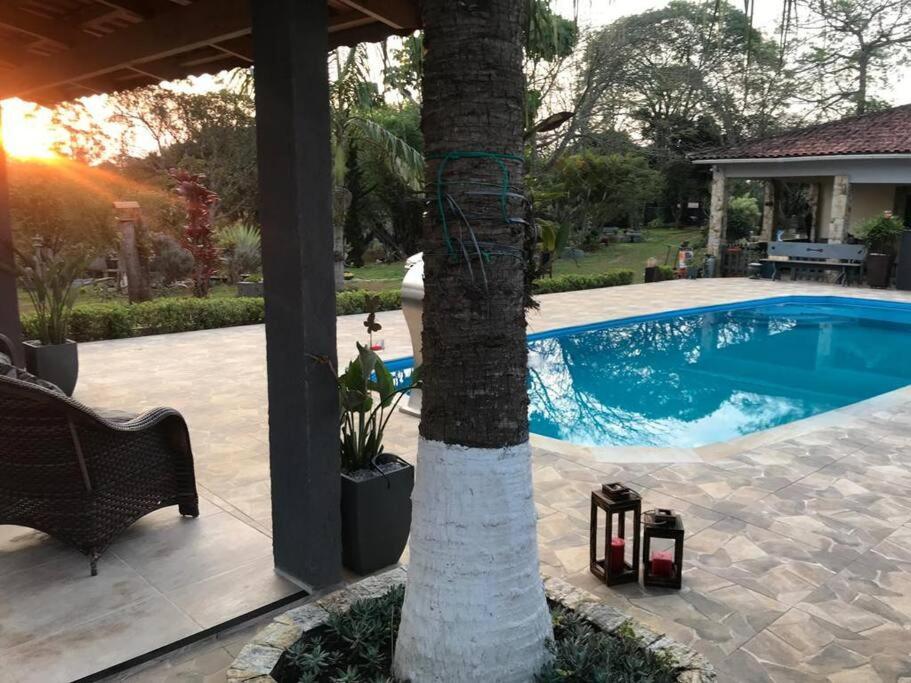 un palmier installé à côté d'une piscine dans l'établissement Chácara Recanto Florido, à Suzano