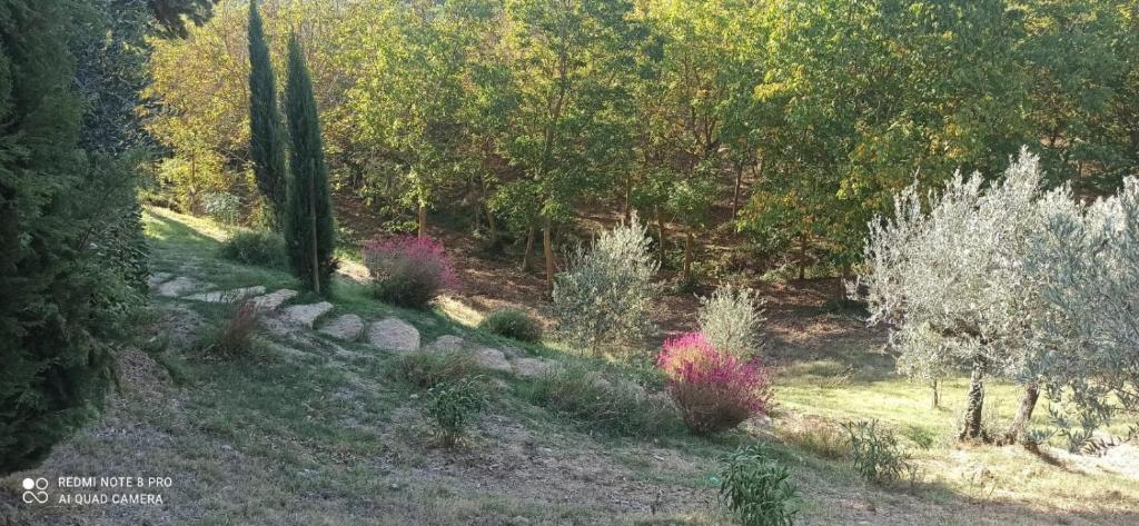 Zahrada ubytování Rocca degli Olivi
