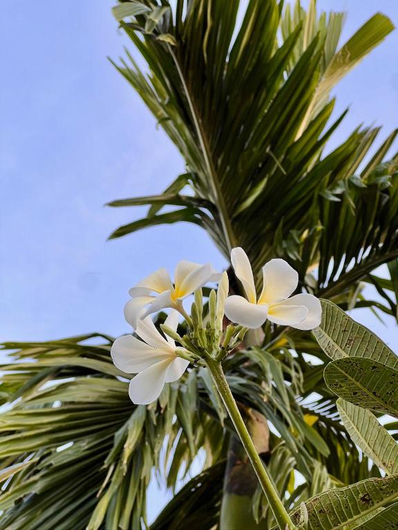 Fotografie z fotogalerie ubytování The Canopy Krabi v destinaci pláž