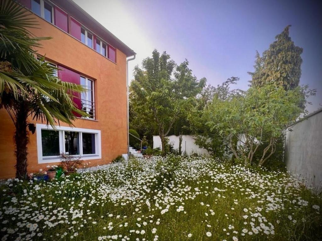 un campo de flores blancas delante de una casa en 1,5 Zimmer Ferienwohnung en Lucerna