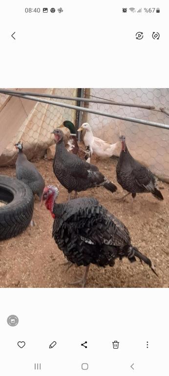 a group of chickens standing next to a tire at Orman cifligi in Korkuteli