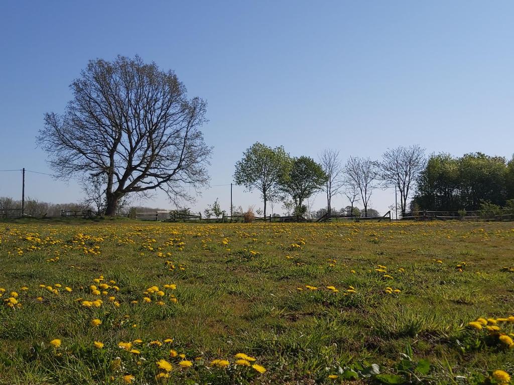WardenburgにあるCountryHouseの木の畑と黄色い花