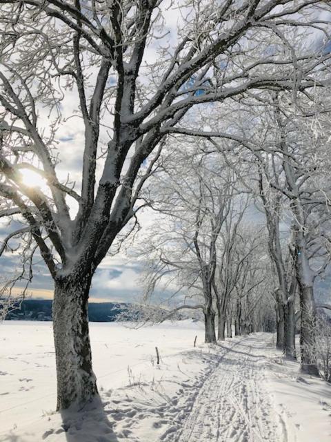 Rennsteighotel Grüner Baum talvel