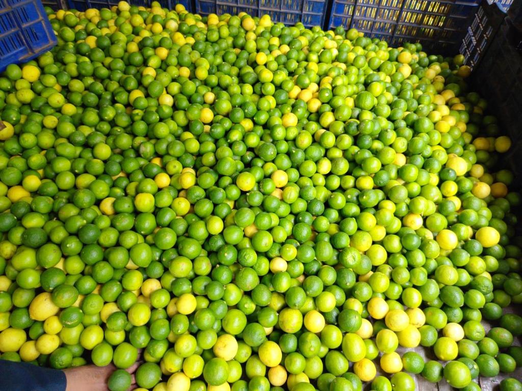 a large pile of green apples in a basket at SHRISHAILAM FARM AND YATRI NIWAS in Akalkot