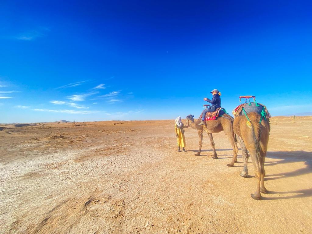 Altri animali domestici presso il campeggio di lusso o nei dintorni