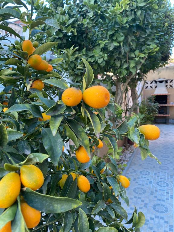 CASA TORRE Y MAR with 2 bedrooms swimming pool grill & garden & solarium في توريفايجا: حفنة من البرتقال ينمو على شجرة