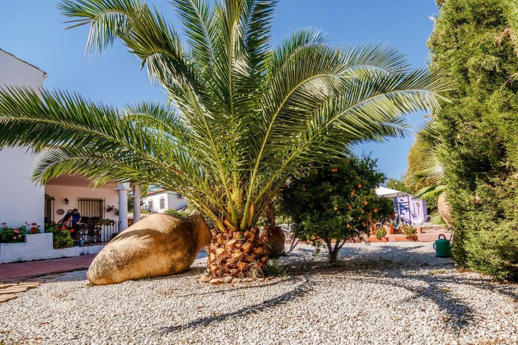 una palmera sentada junto a una gran roca en La Veguilla Úbeda, en Úbeda