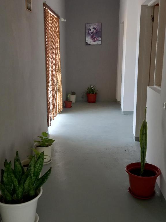 Fotografie z fotogalerie ubytování Residencial Rosa Criola v destinaci Sal Rei