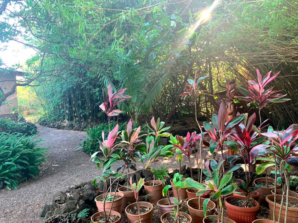 Cabañas moeVarua en Tahai