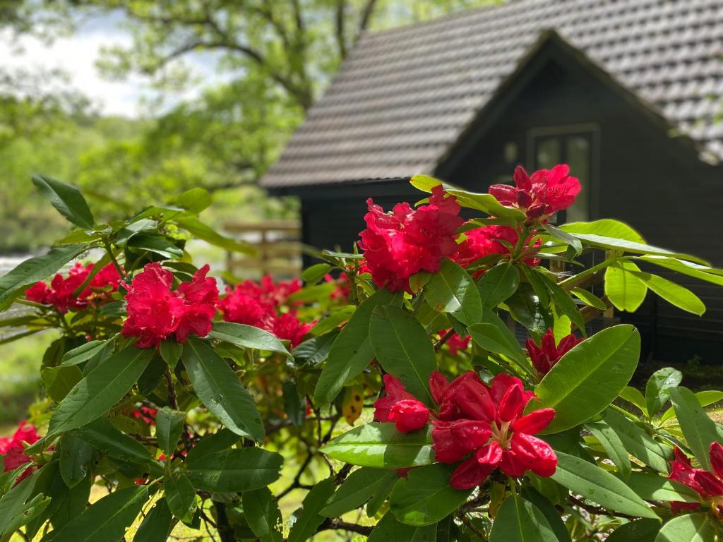 a bush with red flowers in front of a house at Burnbank Lodges in Spean Bridge