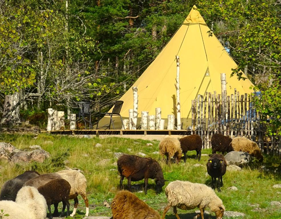 una manada de ovejas pastando en un campo con una tienda en Västeräng Glamping en Lillandet