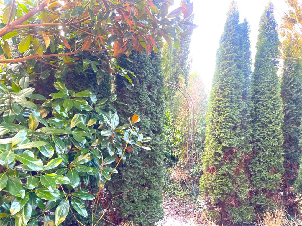 a row of bushes and trees in a garden at La Domus Lemaitre 1, plain-pied, Wifi , TV, parking, jardin 
