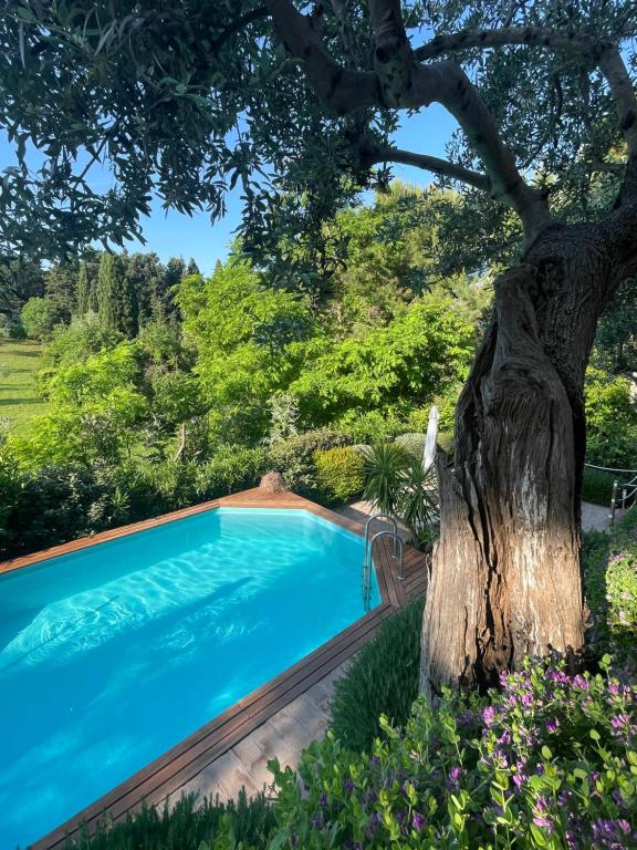 uma piscina com uma árvore ao lado em Amore a prima vista b&b em Campiglia Marittima