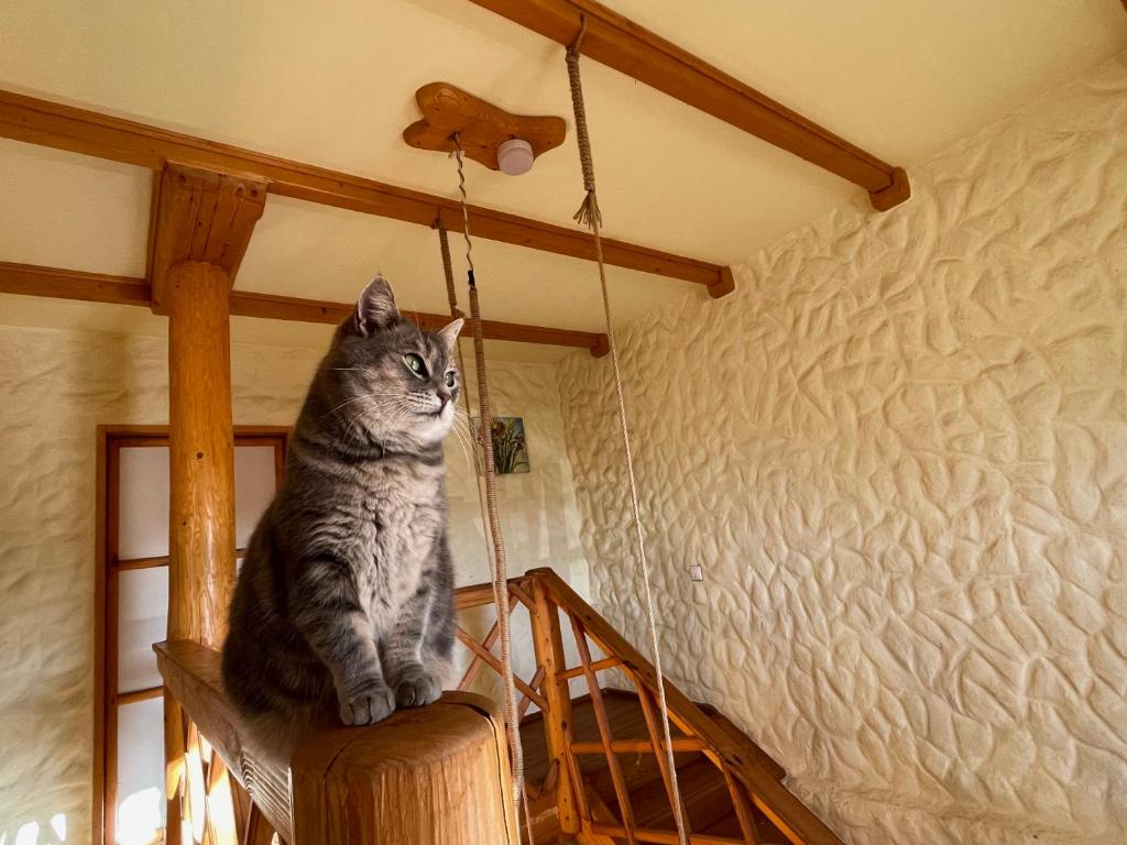 Domácí mazlíčci ubytovaní s hosty v ubytování Tisnyi 7 Guest House