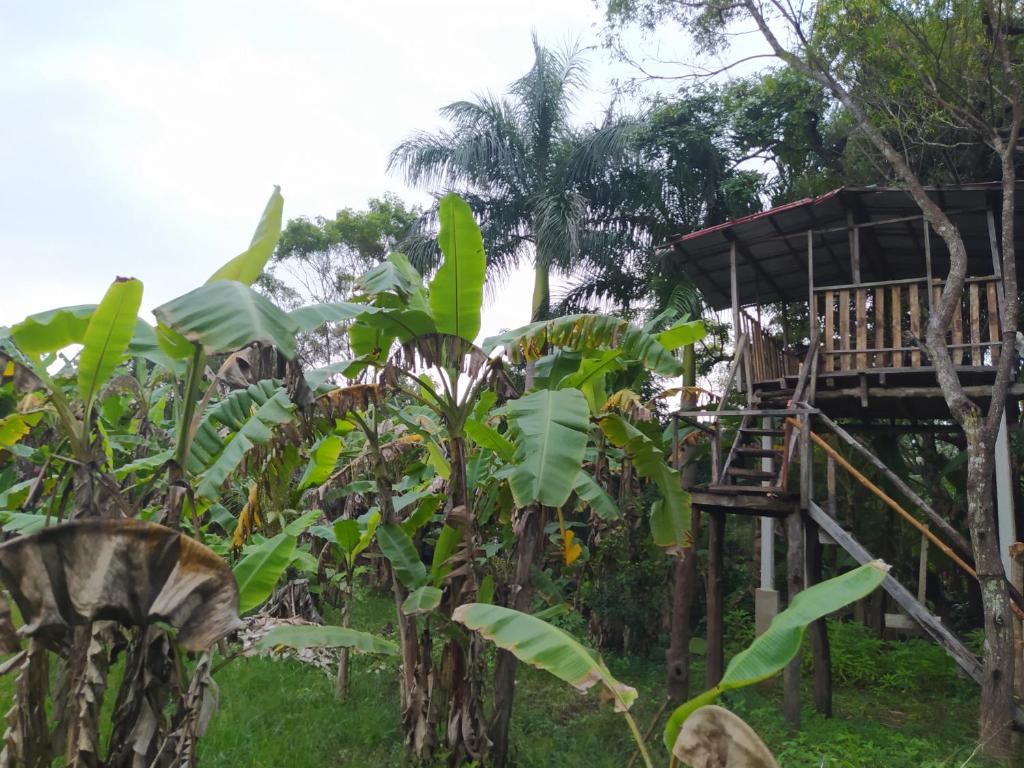 Zahrada ubytování Yashi's Place Sigiriya