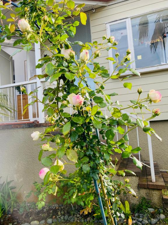 Delight at Golf - Resim 24