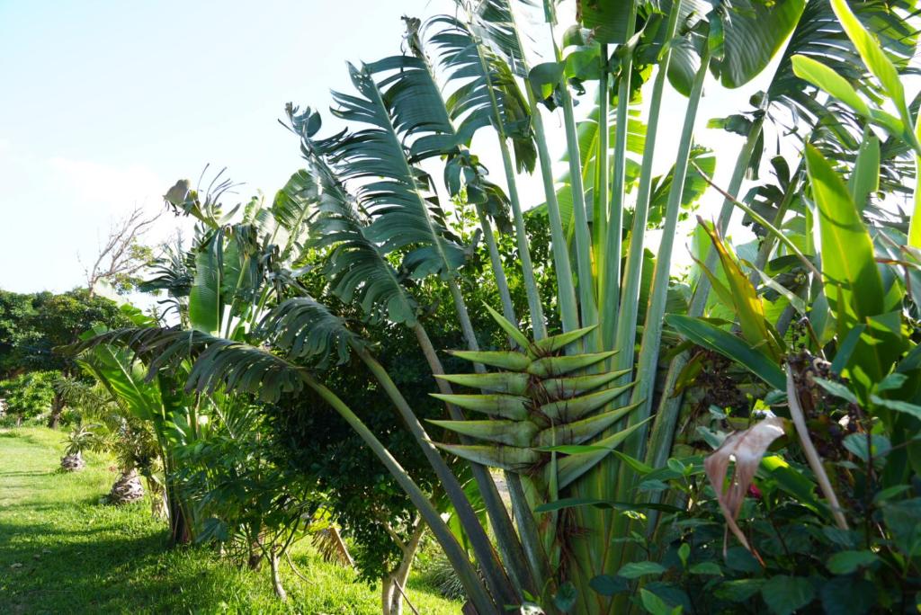 Taman di luar ASOBI HACK