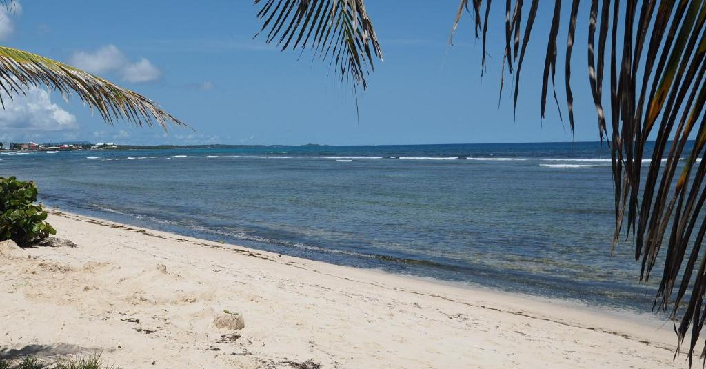 a beach with a palm tree and the ocean w obiekcie Le Colibri - T2 les pieds dans l'eau w mieście Saint-François