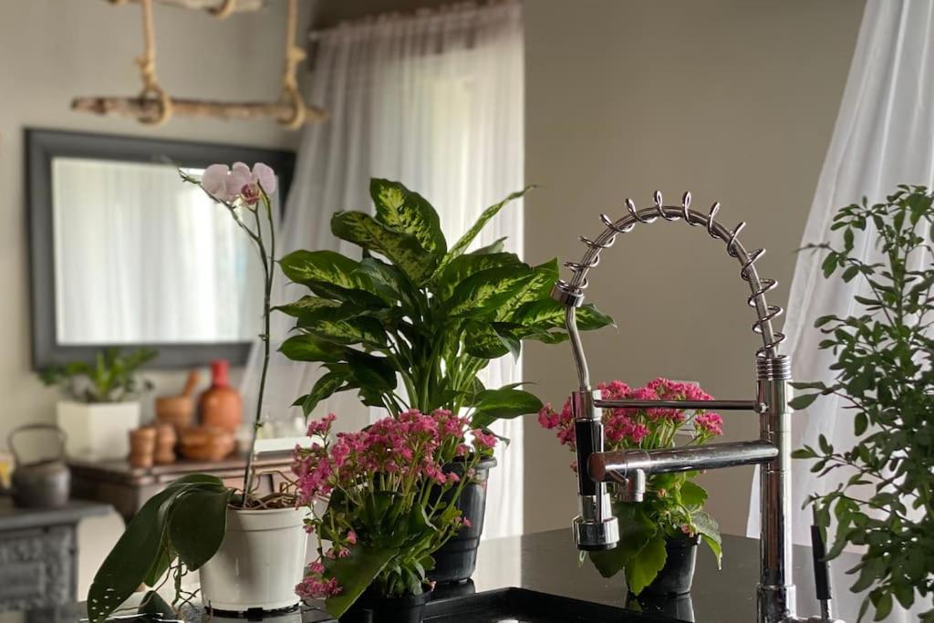 a kitchen sink with plants and a faucet at Casa de campo! Lugar de paz! Próxima as praias não oferecemos roupa de cama e banho in São Pedro da Aldeia