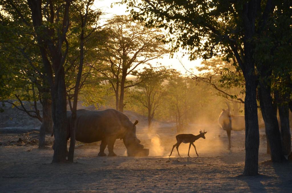 un rinoceronte y un antílope en un campo con árboles en Sukulu Reserve, en Livingstone