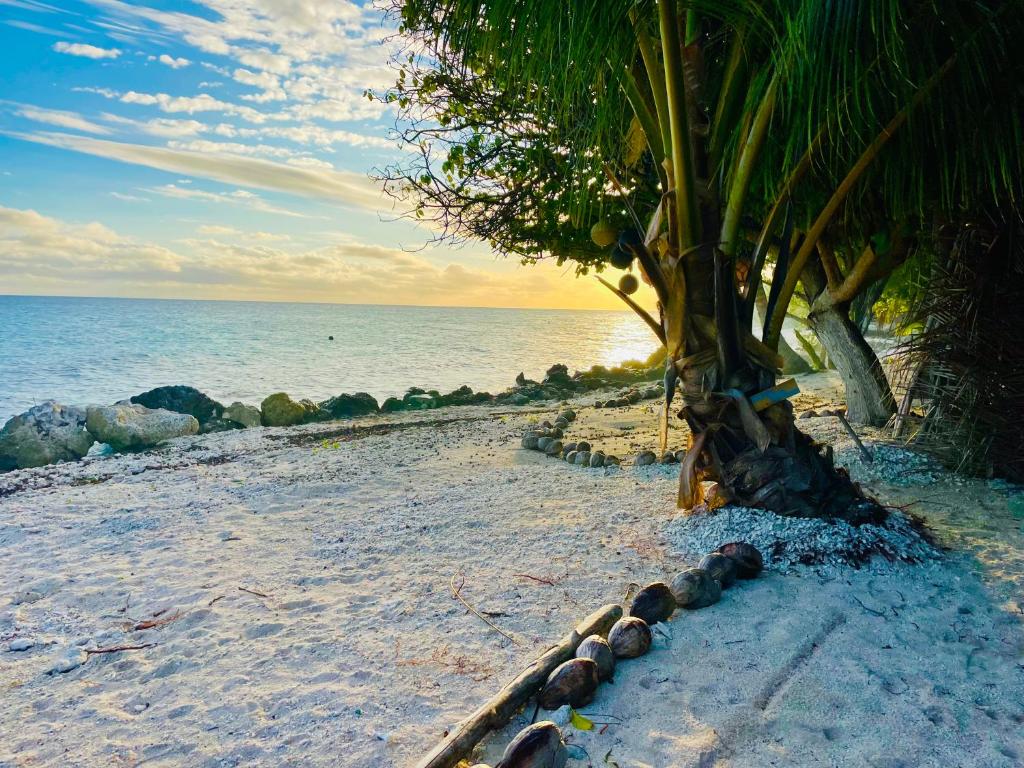 un arbre sur la plage avec un tas de bûches autour de lui dans l'établissement Rangiroa Beach House, à Avatoru