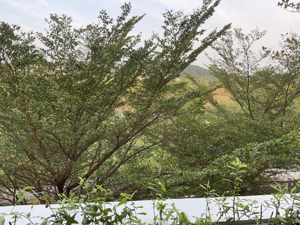 Green Inn Phu Quoc Hotel - 16