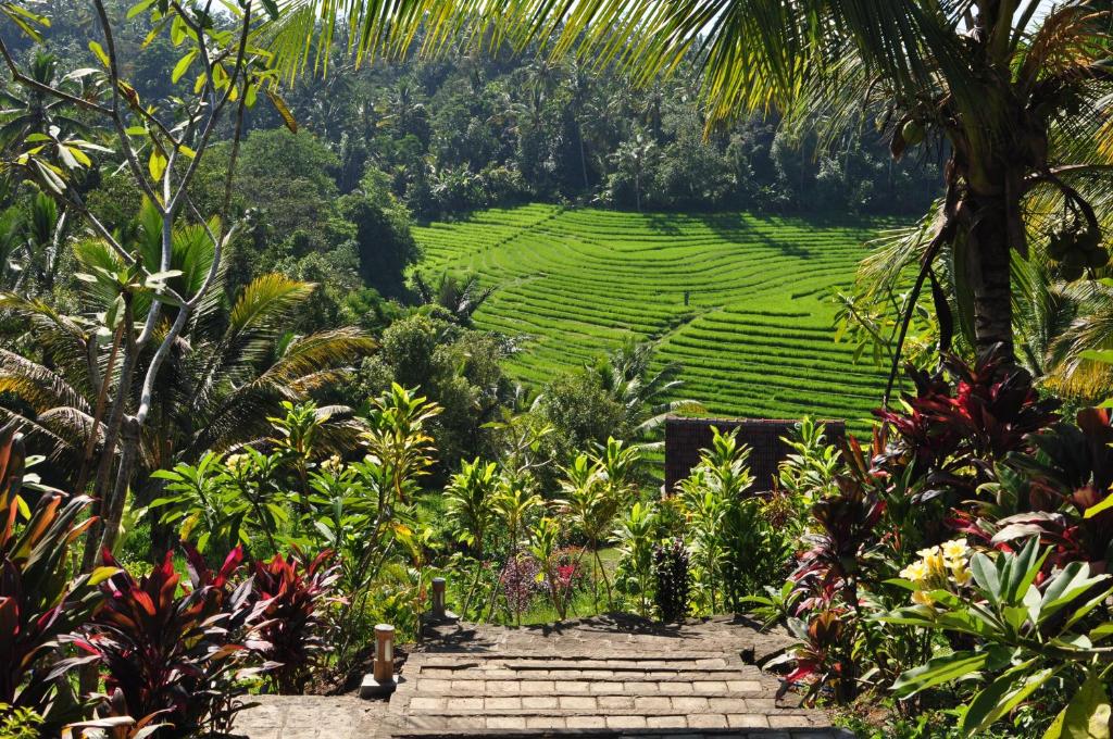 Bali Lush, Selemadeg – Updated 2023 Prices