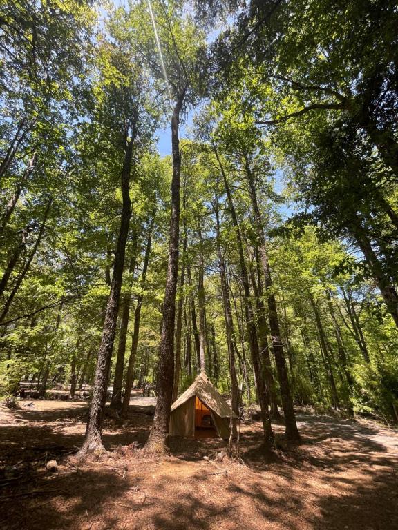 mały namiot w środku lasu w obiekcie Casa del Árbol - Camping w mieście Malalcahuello