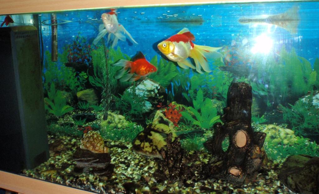 Fotografie z fotogalerie ubytování Hotel Fit Fun v destinaci Harrachov