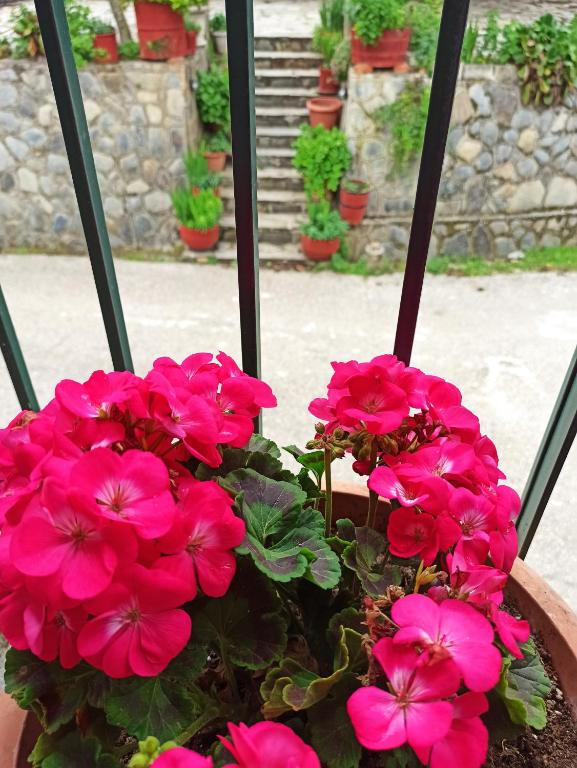 a bunch of pink flowers in a pot on a window at Feneos apartment in Feneos